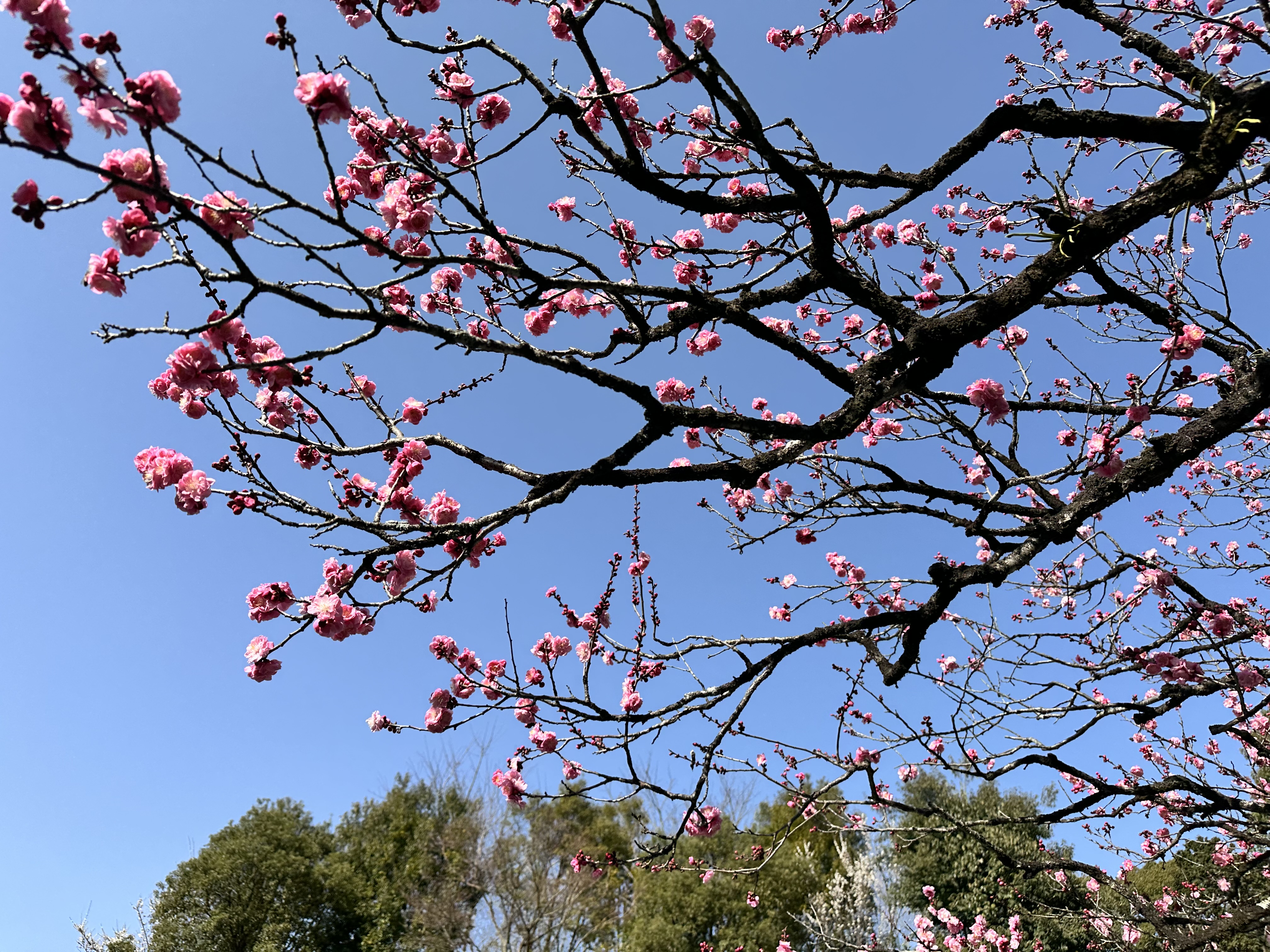 詩音です🌸